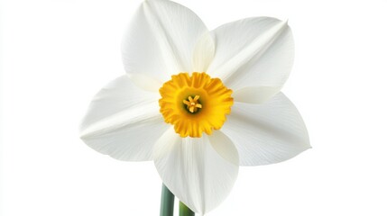 Obraz premium A detailed view of a blooming white narcissus with a yellow center, isolated white background, minimalistic art style
