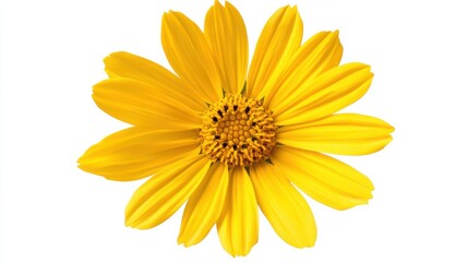 Naklejka premium A detailed view of a bright yellow daisy with its petals radiating from a central core, isolated white background, minimalistic art style