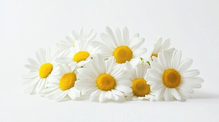 Obraz premium A detailed view of a cluster of white daisies with yellow centers, isolated white background, minimalist art style