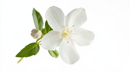 A detailed view of a delicate white jasmine flower with its tiny petals, isolated white background, minimalistic art style