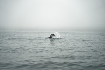 Fototapeta premium A serene moment capturing whales surfacing in misty waters, showcasing natures breathtaking beauty