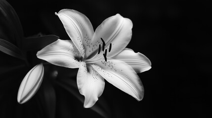 Elegant Lily in Black and White Art, Delicate Texture Showcasing Natural Beauty