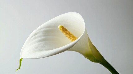 A graceful white calla lily against a pale grey background, close-up shot, Minimalist style