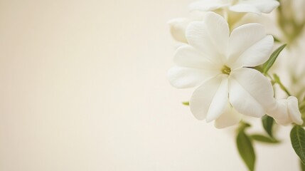 Fototapeta premium A graceful white jasmine against a soft ivory background, close-up shot, Minimalist style