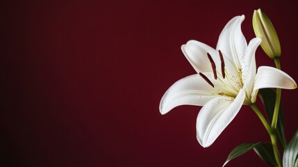 Fototapeta premium A graceful white lily against a rich burgundy background, close-up shot, Stock photo library style