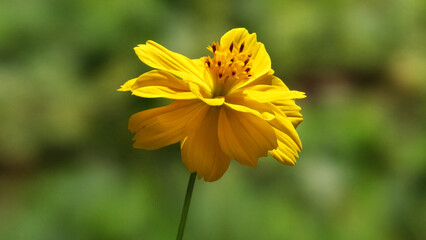 Beautiful flower with yellow petals in closeup