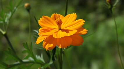 Beautiful flower with yellow petals in closeup