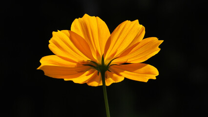 Beautiful flower with yellow petals in closeup