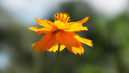 Beautiful flower with yellow petals in closeup