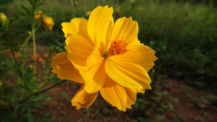Beautiful flower with yellow petals in closeup