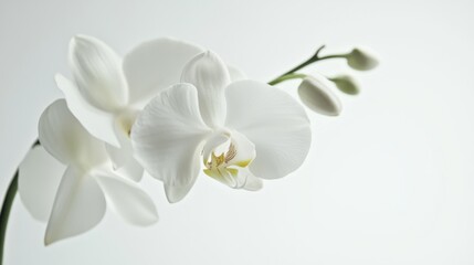 A macro image of a delicate white orchid with its graceful, flowing petals, isolated white background