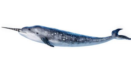 A narwhal swimming gracefully, showcasing its long tusk and unique features against a clean white background.

