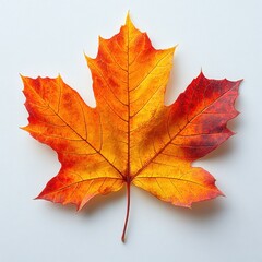 Fototapeta premium Single vibrant autumn maple leaf on white.