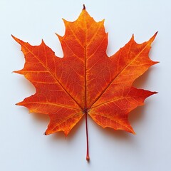 Fototapeta premium Single orange maple leaf on white background.