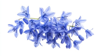 A macro shot capturing the intricate details of a cluster of blue forget-me-not flowers, isolated white background, minimalist art style