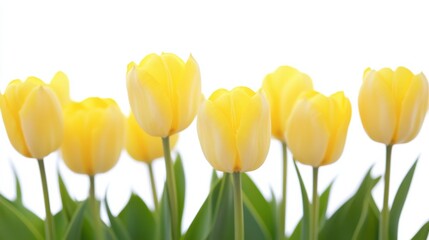 Fototapeta premium A macro shot capturing the intricate details of a cluster of yellow tulip blossoms, isolated white background, minimalist art style