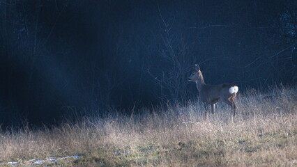 Capreolus capreolus european roe deer female is running on a field in winter. © czjonyyy