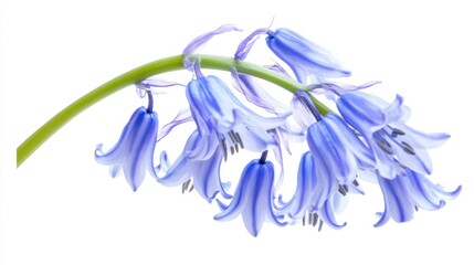A macro shot of a cluster of bluebell flowers with bell-shaped blooms, isolated white background, surreal art style