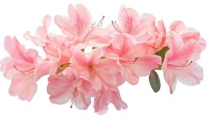 A macro shot of a cluster of pink azalea flowers in soft light, isolated white background, classic art style