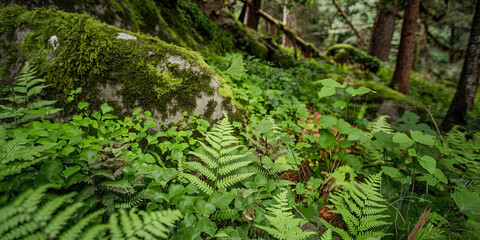 Lush Green Forest Ferns Mossy Rock Nature Background