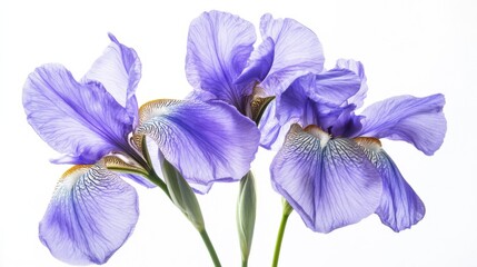 A macro shot of a cluster of purple iris flowers with intricate veins, isolated white background, romantic art style