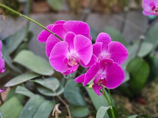 Orchids of Northeast India