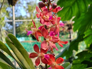 Orchids of Northeast India