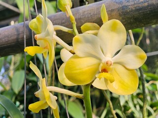 Orchids of Northeast India