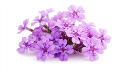 Obraz premium A macro shot of a cluster of purple verbena flowers with small blooms, isolated white background, romantic art style