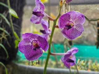 Orchids of Northeast India