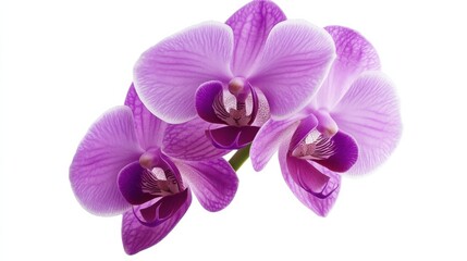 A macro shot of a delicate violet orchid in bloom, isolated white background, minimalistic art style