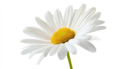 A macro shot of a sunlit daisy with its pure white petals and yellow center, isolated white background, minimalistic art style