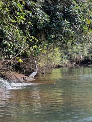 small river in the forest