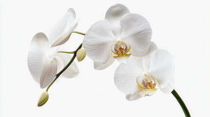 Fototapeta premium A macro shot of a white orchid with its elegant petals and intricate patterns, isolated white background, minimalist composition