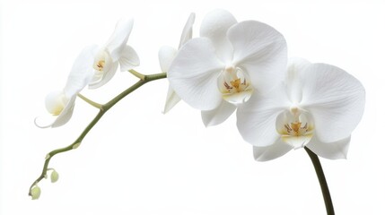 A macro shot of a white orchid with its elegant petals and intricate patterns, isolated white background, minimalist composition