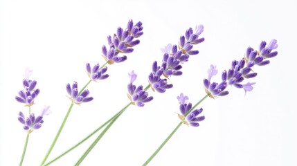 Naklejka premium A macro shot of delicate lavender blossoms with their fragrant spikes and soothing purple hue, isolated white background, minimalist art style