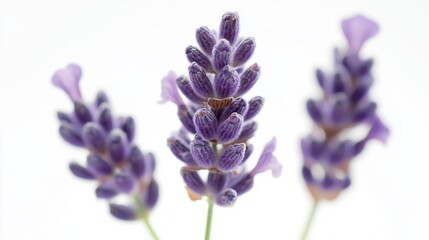 Obraz premium A macro shot of delicate lavender blossoms with their fragrant spikes and soothing purple hue, isolated white background, minimalist art style