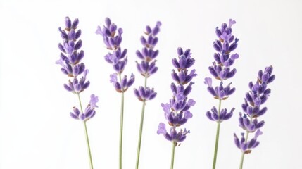 Fototapeta premium A macro shot of delicate lavender blooms with their soothing purple petals and slender stems, isolated white background, minimalist art style