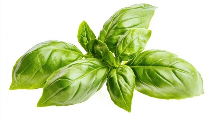 Fototapeta premium A macro shot of fresh green basil leaves with their aromatic scent and serrated edges, isolated white background, minimalist art style