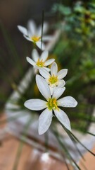 white and yellow flower