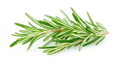 Fototapeta premium A macro shot of fresh green rosemary leaves with their needle-like shape and aromatic fragrance, isolated white background, minimalist art style