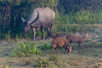 Wildlife of Kaziranga National Park