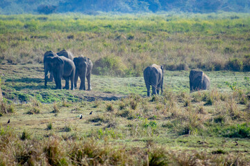 Wildlife of Kaziranga National Park