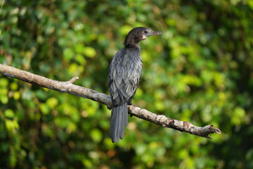 Indian Cormorant