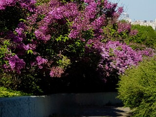 Flowers in the garden. Lilac bush in the garden