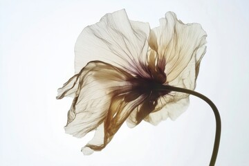 Beauty in decay reveals the transient nature of life through a wilting flower delicate existence