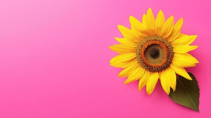 Obraz premium A playful sunflower on a vibrant pink background, cartoonish design style, photo of