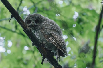 great grey owl