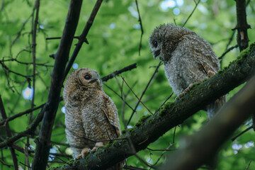 great horned owl in tree