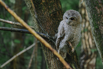 great horned owl